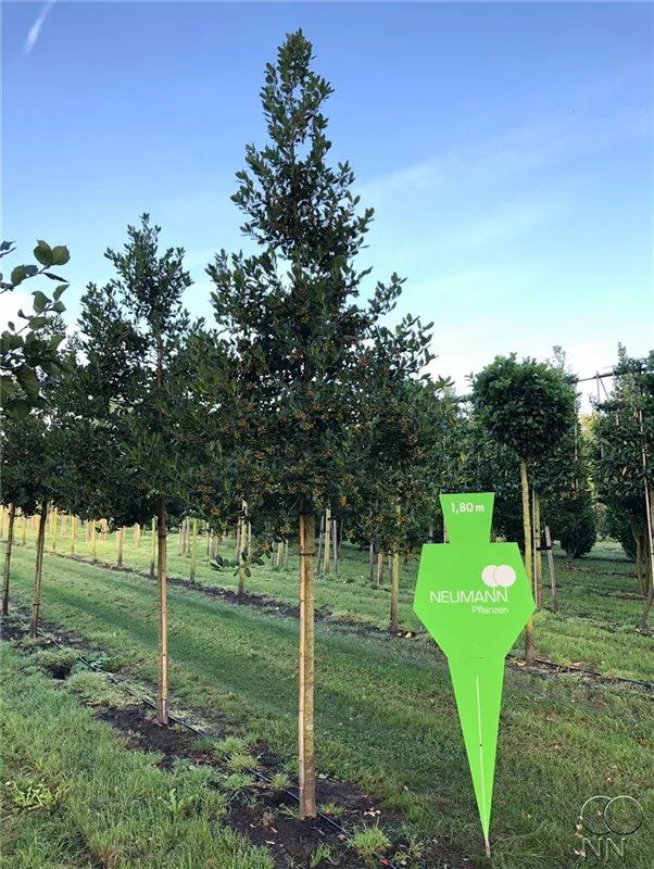 Ilex mutchagara 'Nellie R.Stevens'