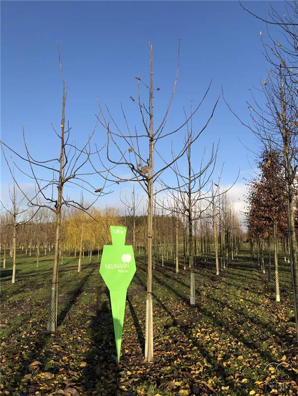Juglans regia