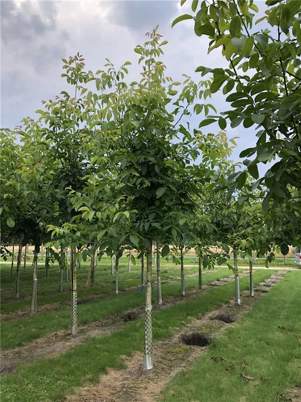 Juglans regia