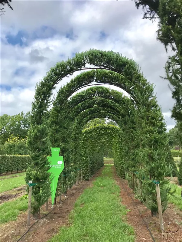 Larix kaempferi 'Jakobsen's Pyramid'
