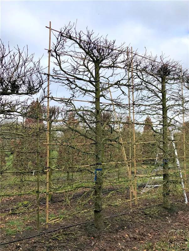 Liquidambar styraciflua