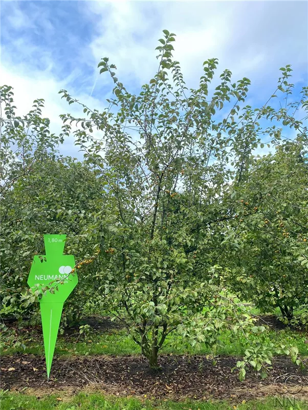 Malus 'Butterball'