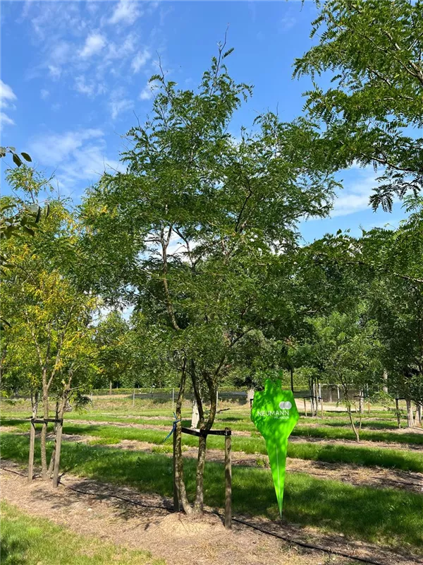 Gleditsia triacanthos 'Skyline'
