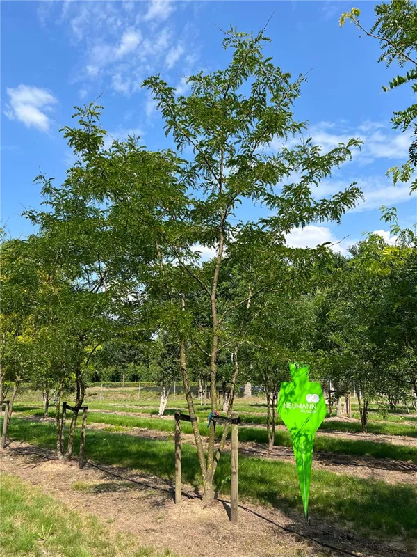 Gleditsia triacanthos 'Skyline'