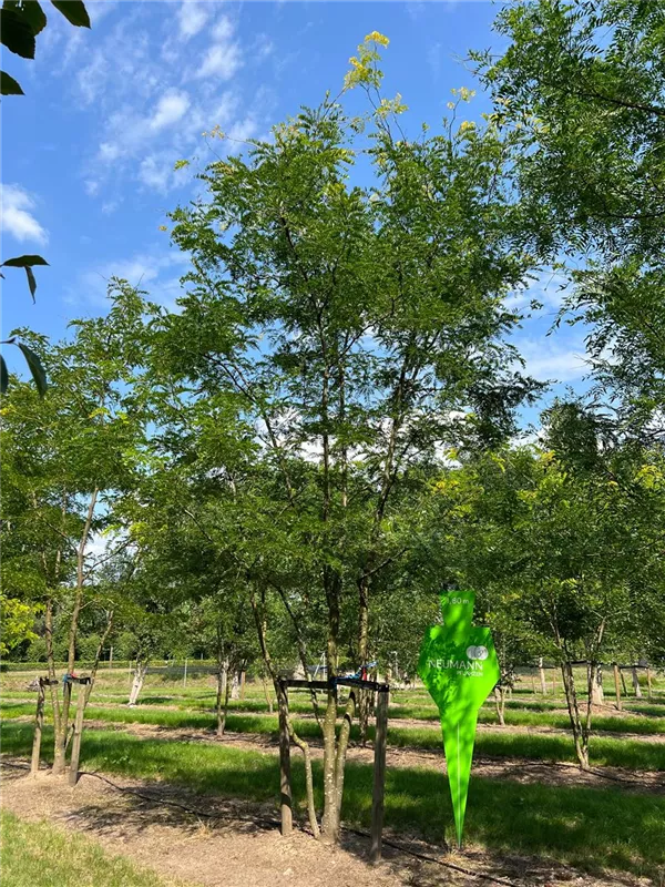 Gleditsia triacanthos 'Skyline'