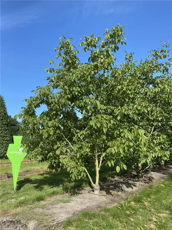 Juglans regia