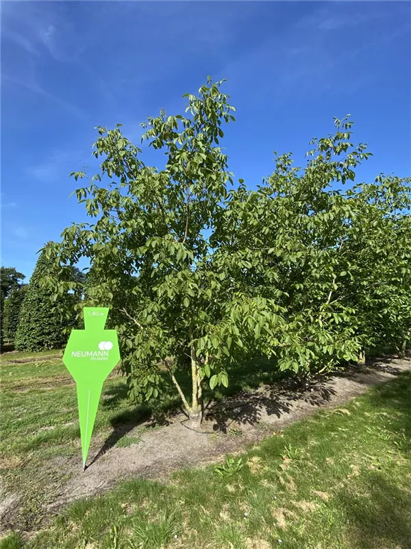 Juglans regia