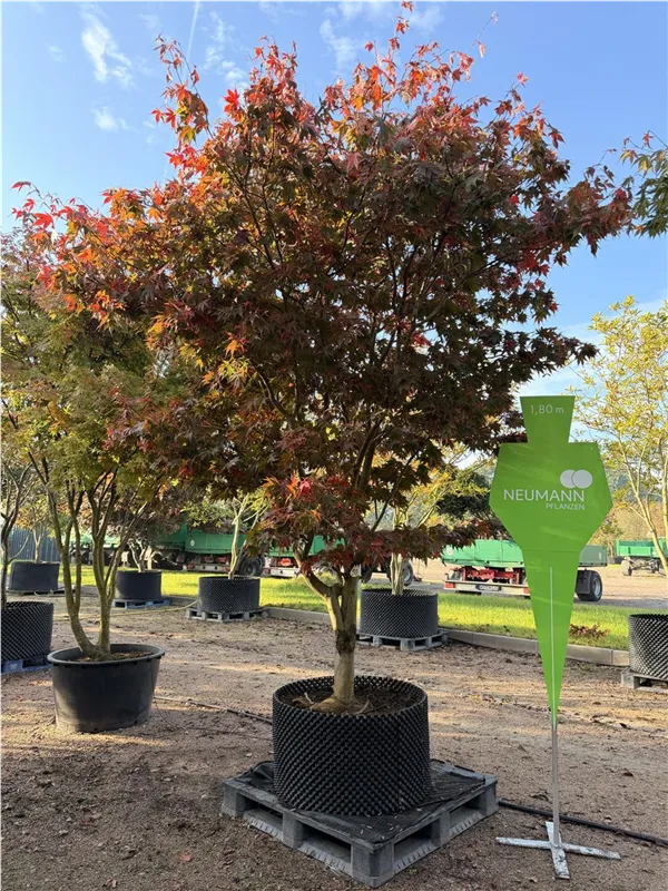 Liquidambar styraciflua
