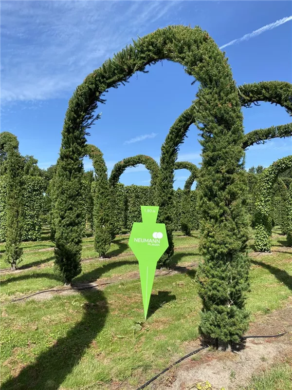 Larix kaempferi 'Jakobsen's Pyramid'