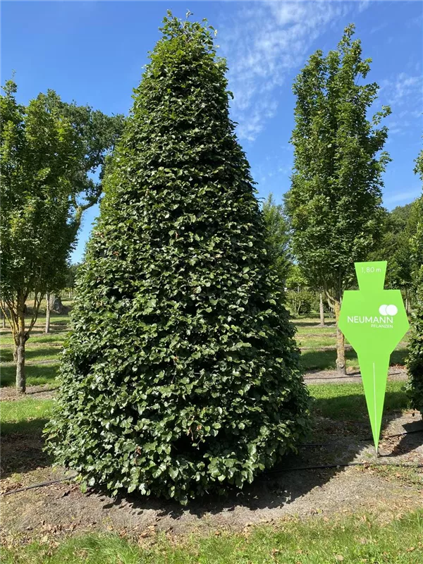 Fagus sylvatica