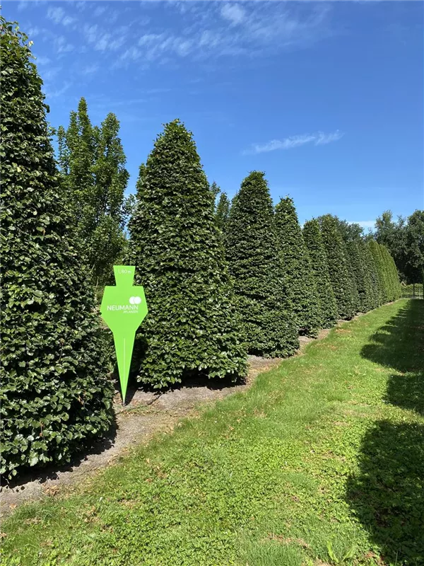 Fagus sylvatica