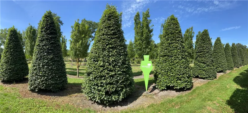 Fagus sylvatica