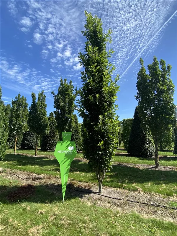 Quercus palustris 'Green Pillar' -R-