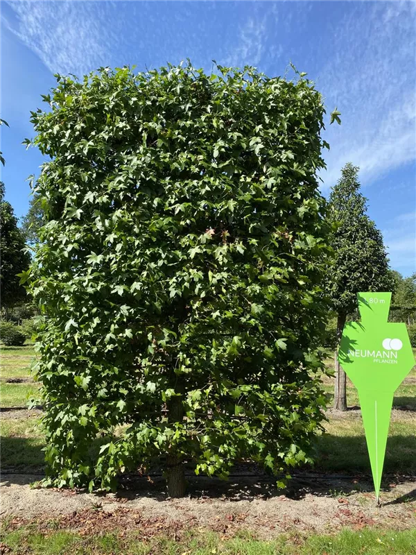 Liquidambar styraciflua