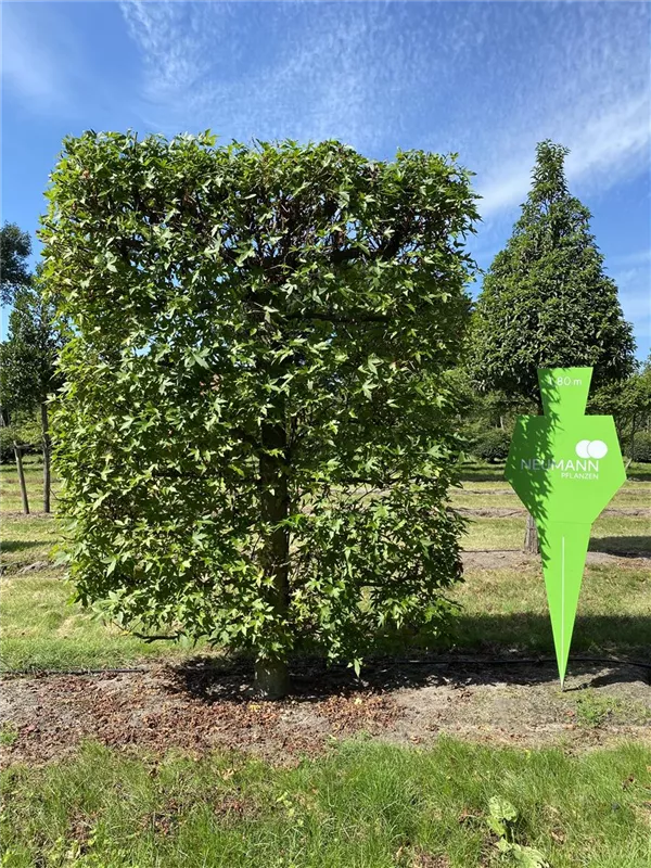 Liquidambar styraciflua
