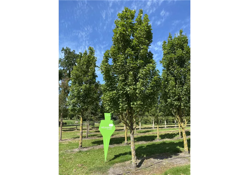 Feldahorn 'Green Column'