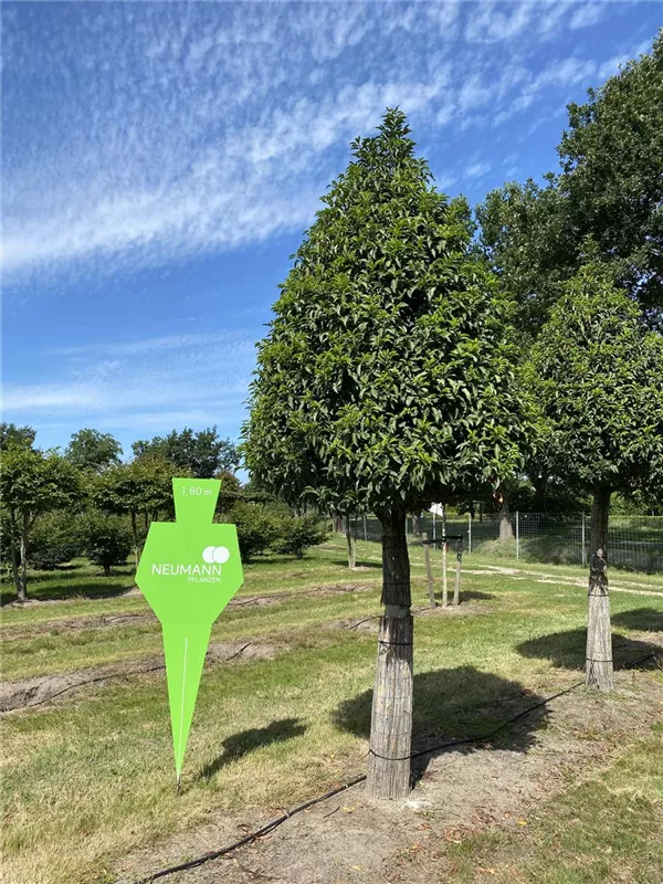 Prunus lusitanica 'Angustifolia'