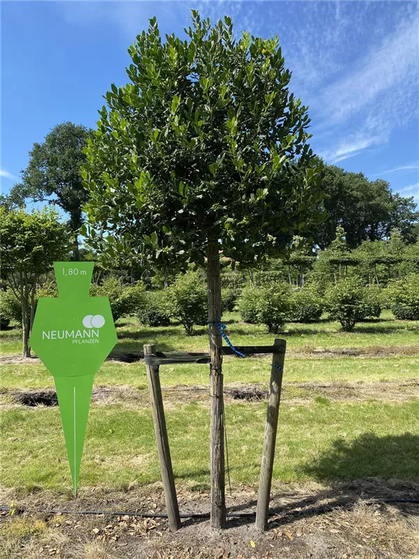 Ilex mutchagara 'Nellie R.Stevens'