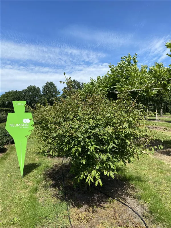 Euonymus alatus