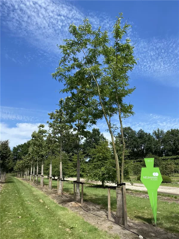 Gleditsia triacanthos 'Skyline'