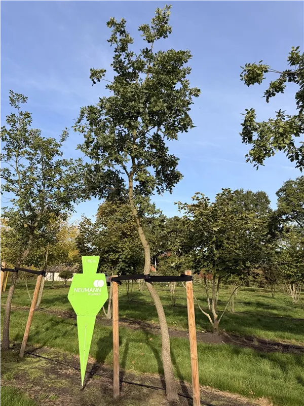 Quercus pubescens