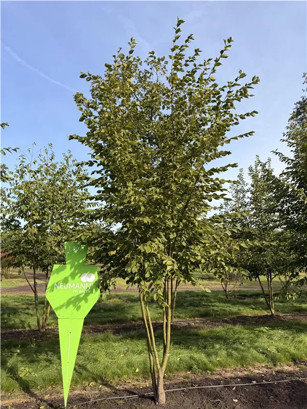 Ostrya carpinifolia
