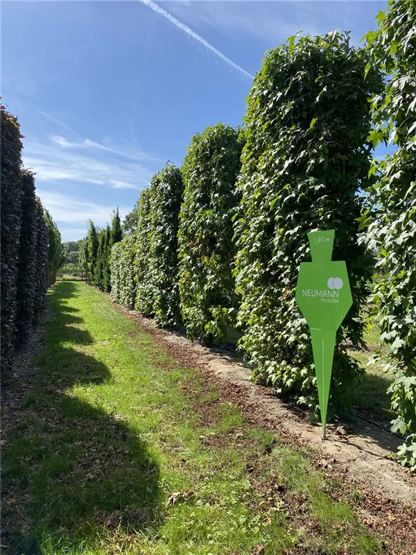 Liquidambar styraciflua