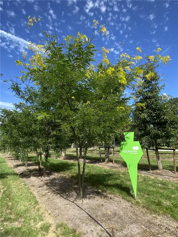 Gleditsia triacanthos 'Sunburst'
