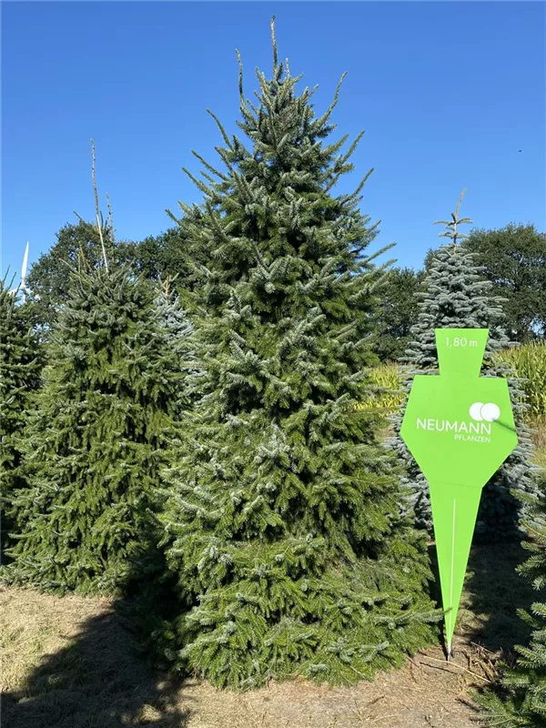 Picea omorika