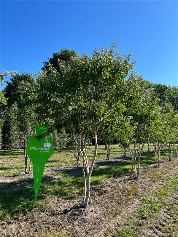 Heptacodium miconioides