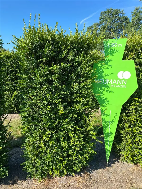 Buxus sempervirens 'Raket'