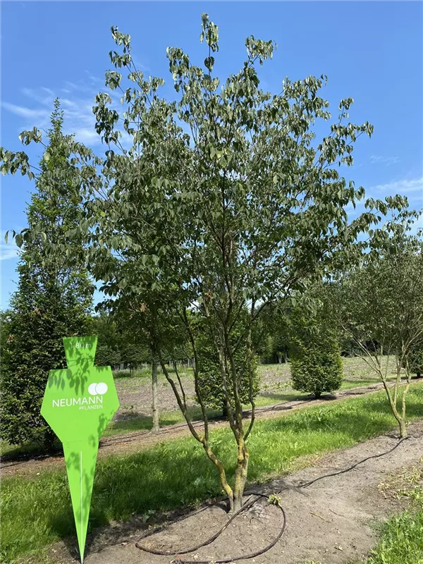 Cornus kousa chinensis