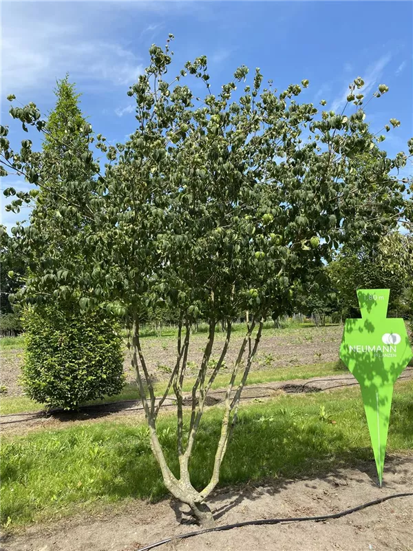 Cornus kousa chinensis