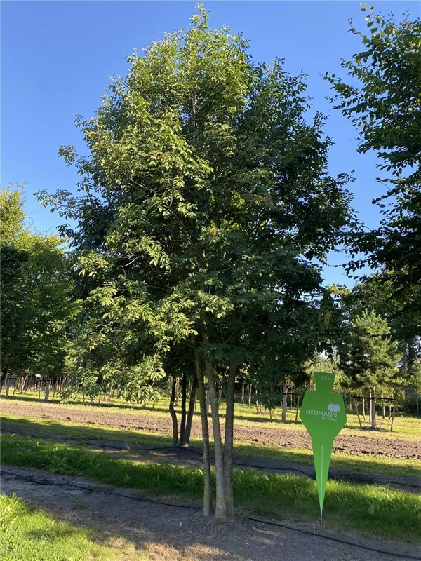 Fraxinus ornus