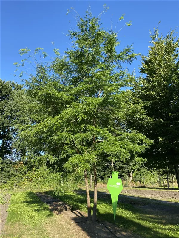 Gleditsia triacanthos 'Skyline'
