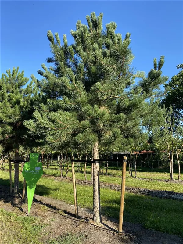 Pinus nigra ssp.nigra
