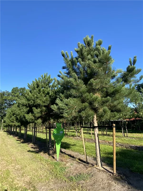 Pinus nigra ssp.nigra