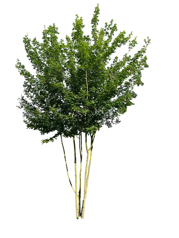 Acer campestre