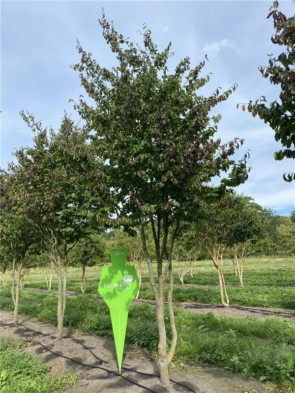 Parrotia persica 'Vanessa'