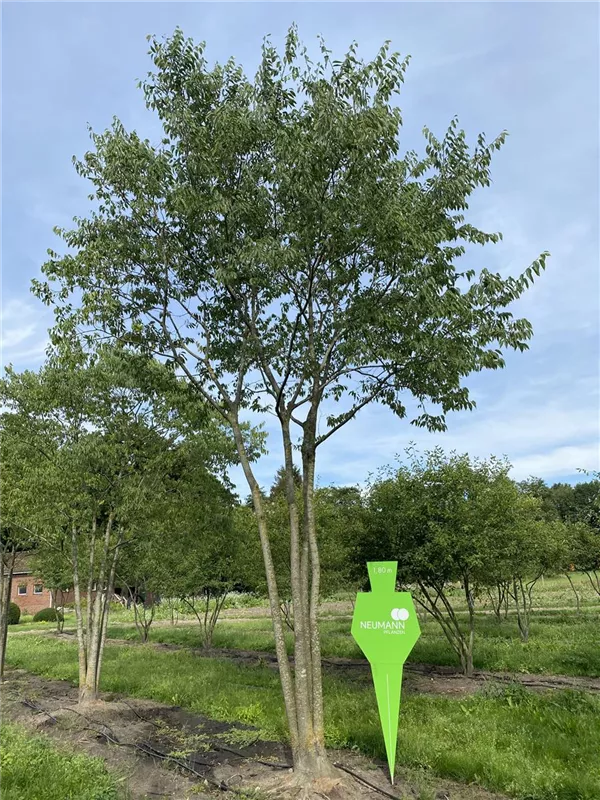 Celtis australis