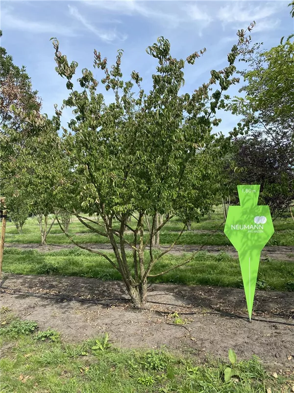 Cornus mas