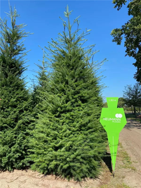 Pseudotsuga menziesii caesia
