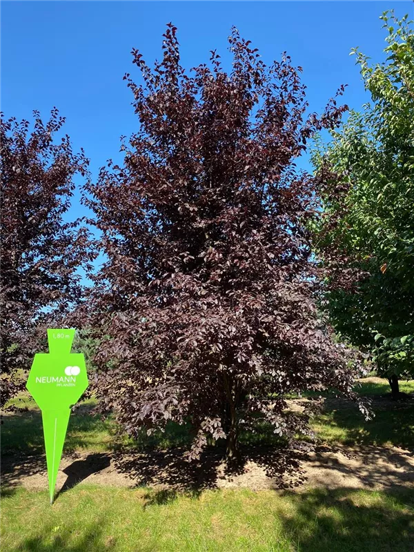 Prunus cerasifera 'Nigra'