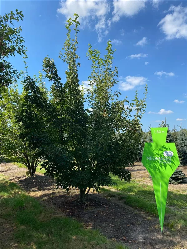 Acer rufinerve