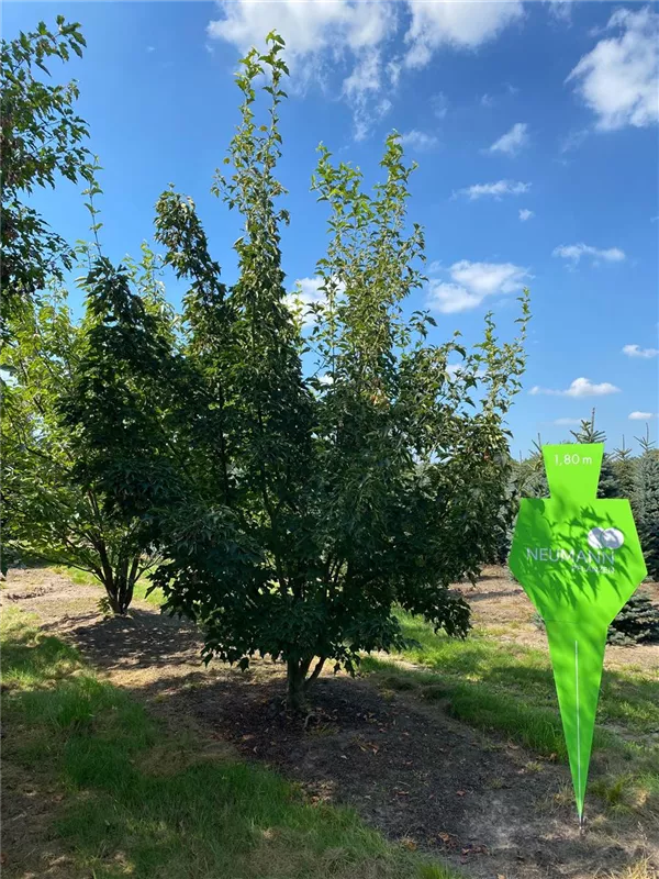 Acer rufinerve