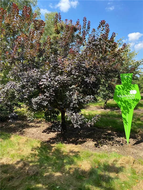 Cotinus coggygria 'Royal Purple'