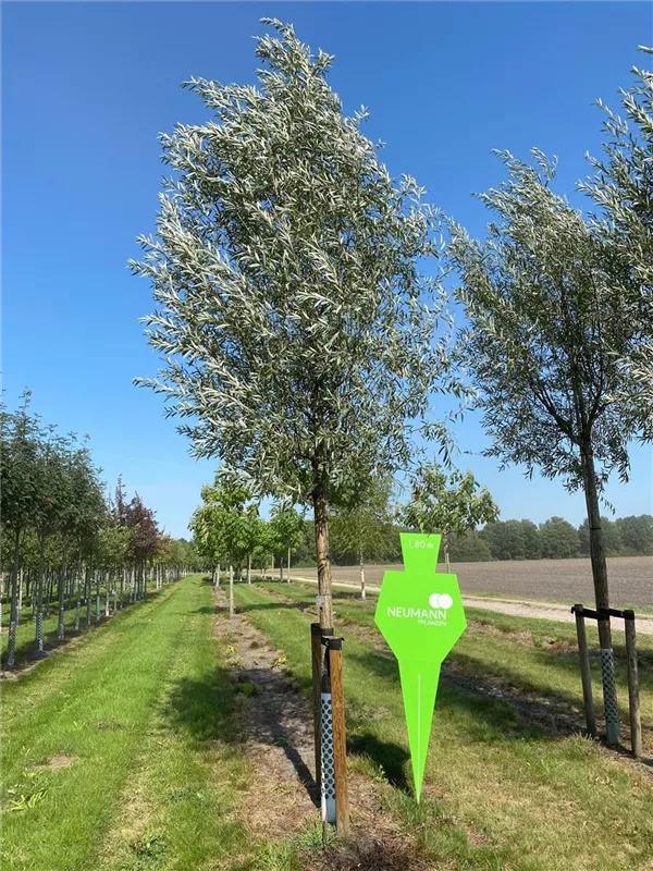 Salix alba 'Liempde'