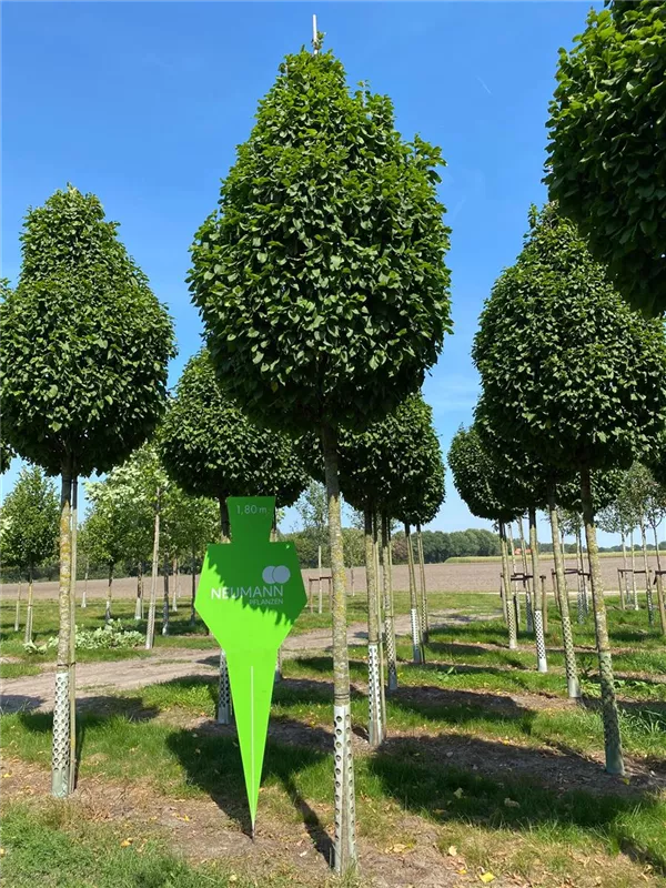 Carpinus betulus 'Fastigiata Monument'