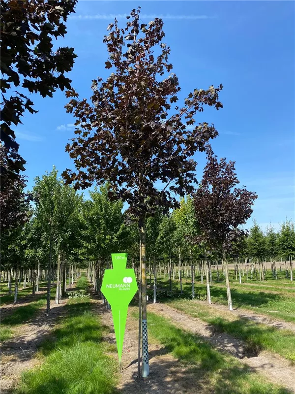 Acer platanoides 'Royal Red'