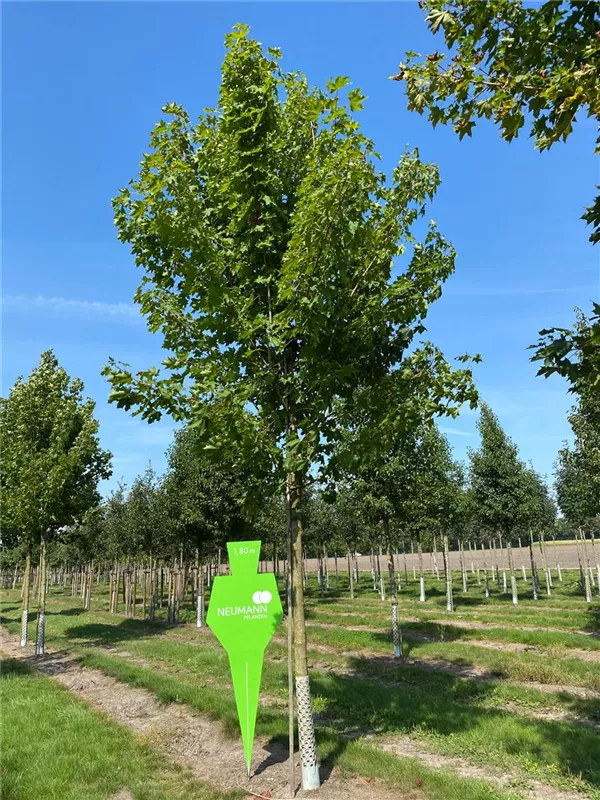 Acer platanoides 'Emerald Queen'
